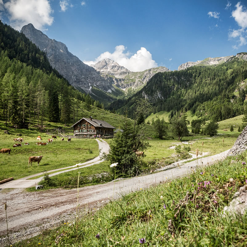 Almengebiet in Flachau - Wanderregion mit zahlreichen Wandertouren und Almhütten